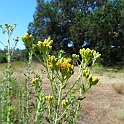ericameria brachylepis